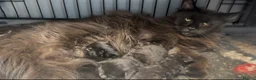 Maine Coon cats for sale: XL black smoke black maine coon kittens - Advert 4