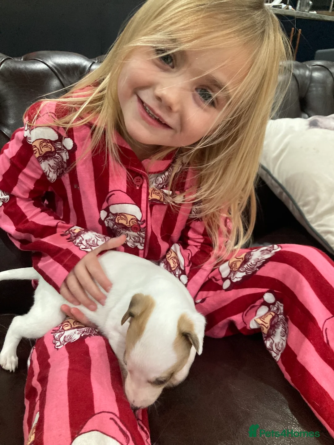 Whippet dogs for stud: Whippet Dog at Stud in Swadlincote - Advert 9