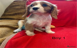 Cavalier King Charles Spaniel dogs for sale: Gorgeous Cavalier King Charles Spaniel puppies - Advert 21