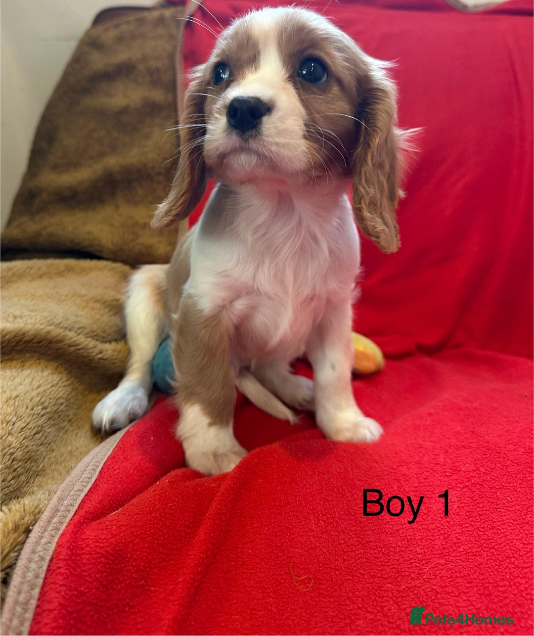 Cavalier King Charles Spaniel dogs for sale: Gorgeous Cavalier King Charles Spaniel puppies - Advert 21