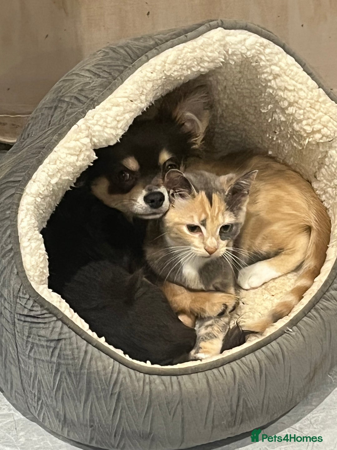 Chihuahua dogs for stud: Blue n tan small chihuahua stud carrying chocolate in Harpenden - Advert 5