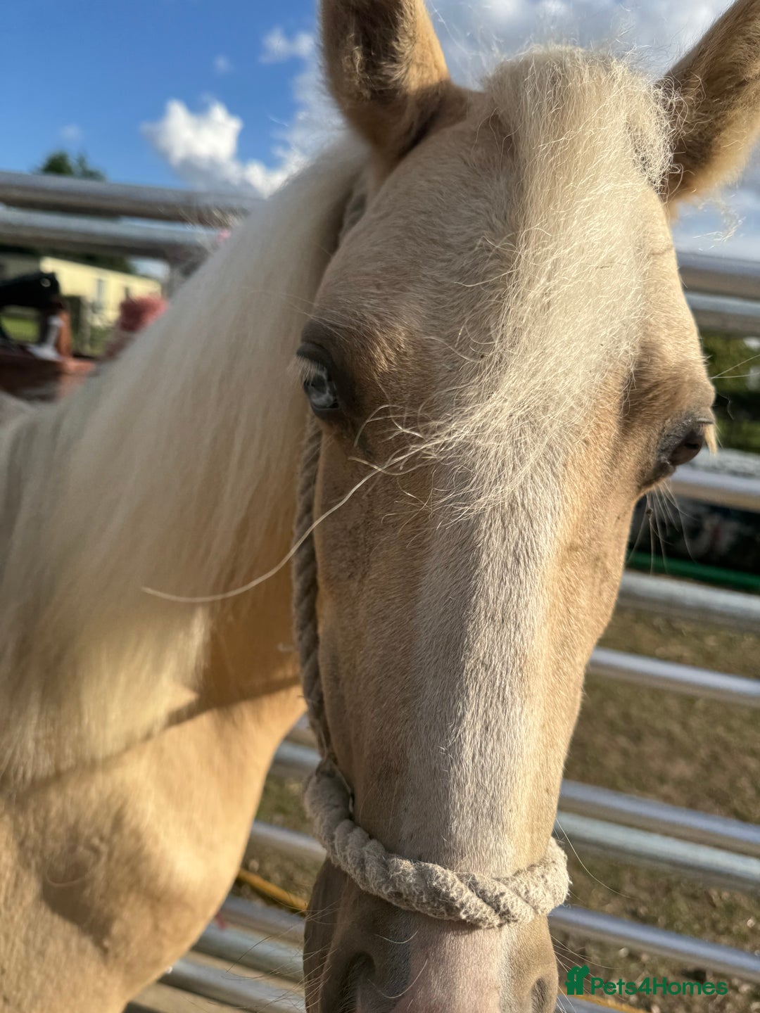 Welsh Section A horses for sale: Welsh pony - Image 3