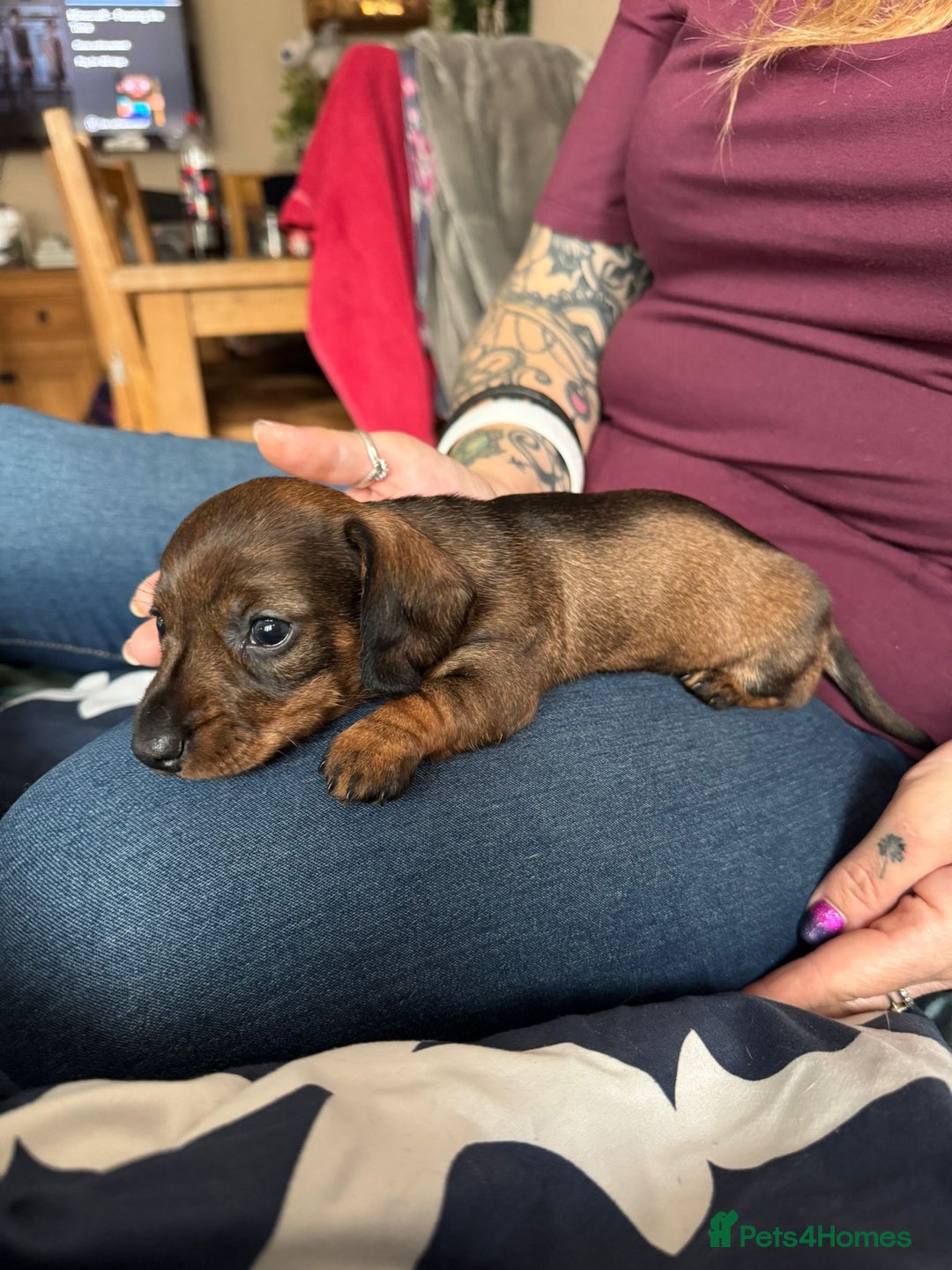 Miniature Dachshund dogs for sale: Long Awaited Wire Haired Miniature Dachshunds - Image 6