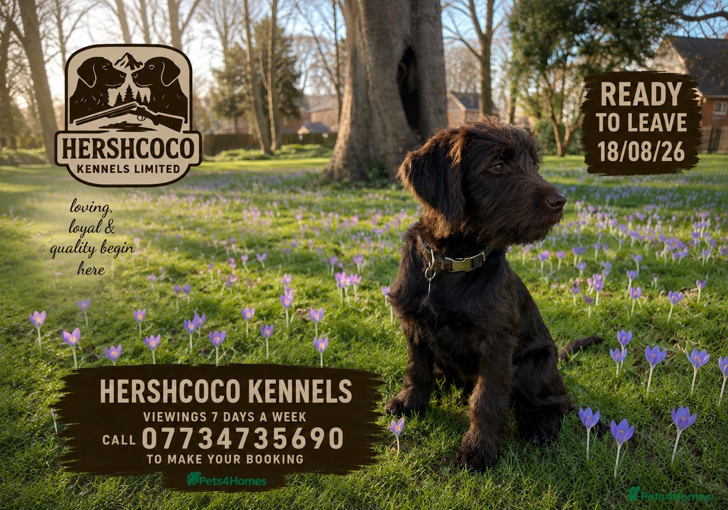 Labradoodle dogs RARE PRO-BRED LABRADOODLES | READY 18/08/26   - Advert 1