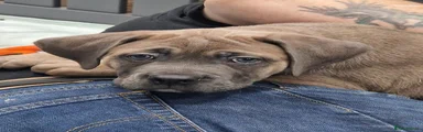 Cane Corso Pink collar