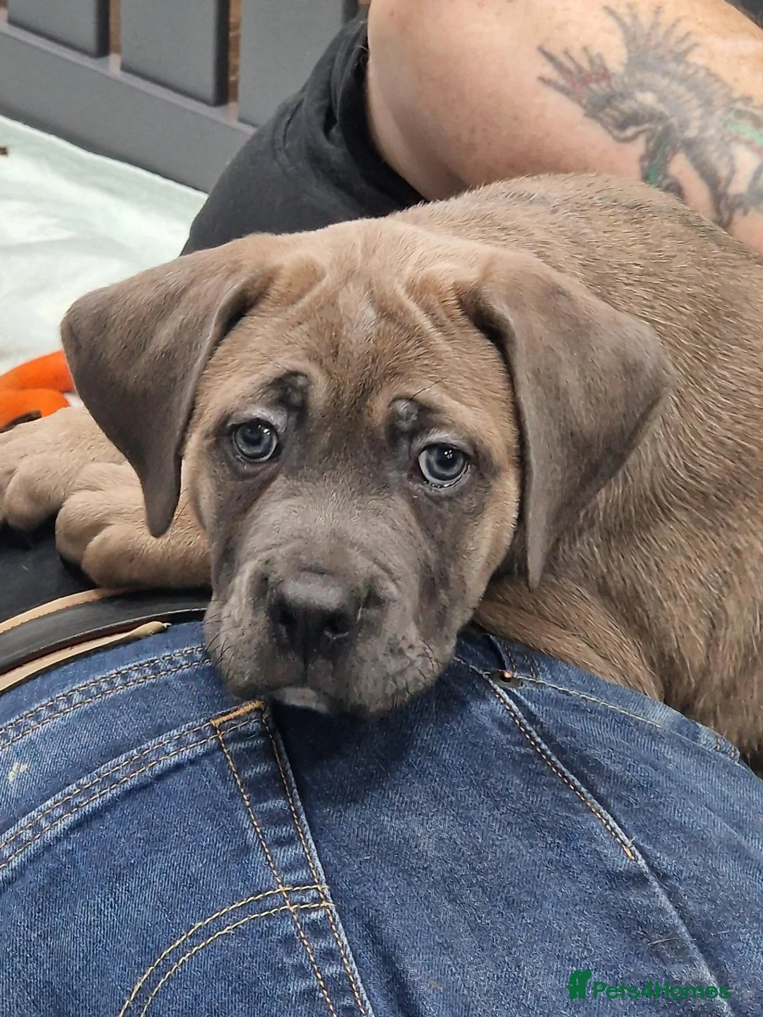 Cane Corso dogs for sale: Excellent Bloodline Cane Corso Puppies for Sale - Advert 17