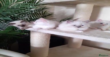 Ragdoll cats - Advert 16