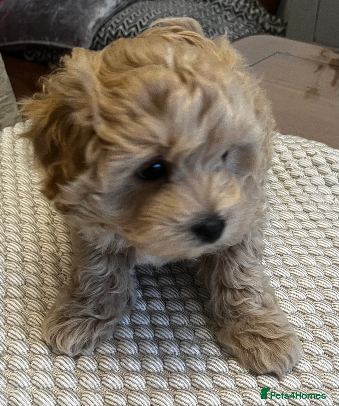 Maltipoo dogs for sale: Gorgeous Maltipoo  - Advert 16