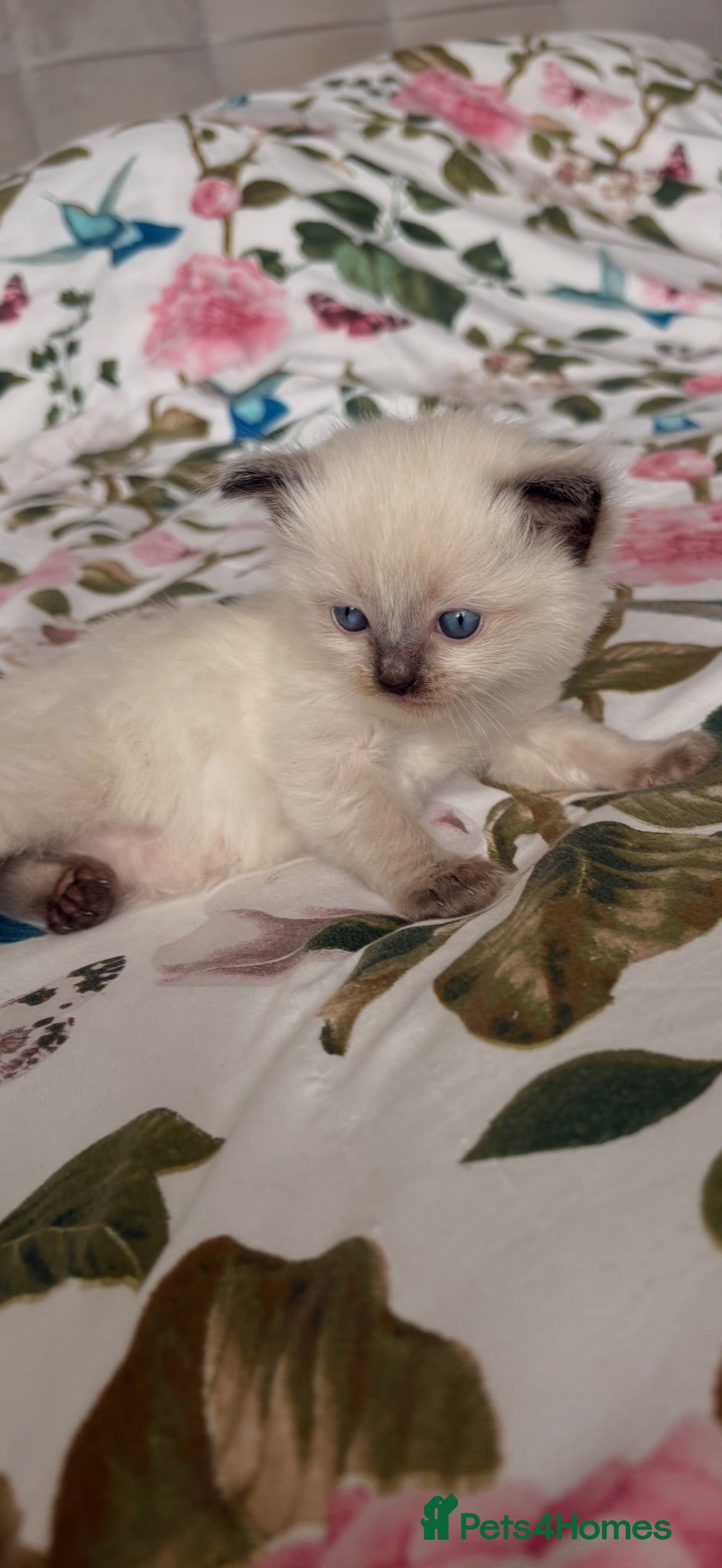 Ragdoll cats 🦋💙 ADORABLE GCCF BABIES 💙🦋 - Advert 2