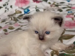 Ragdoll cats 🦋💙 ADORABLE GCCF BABIES 💙🦋 - Advert 2