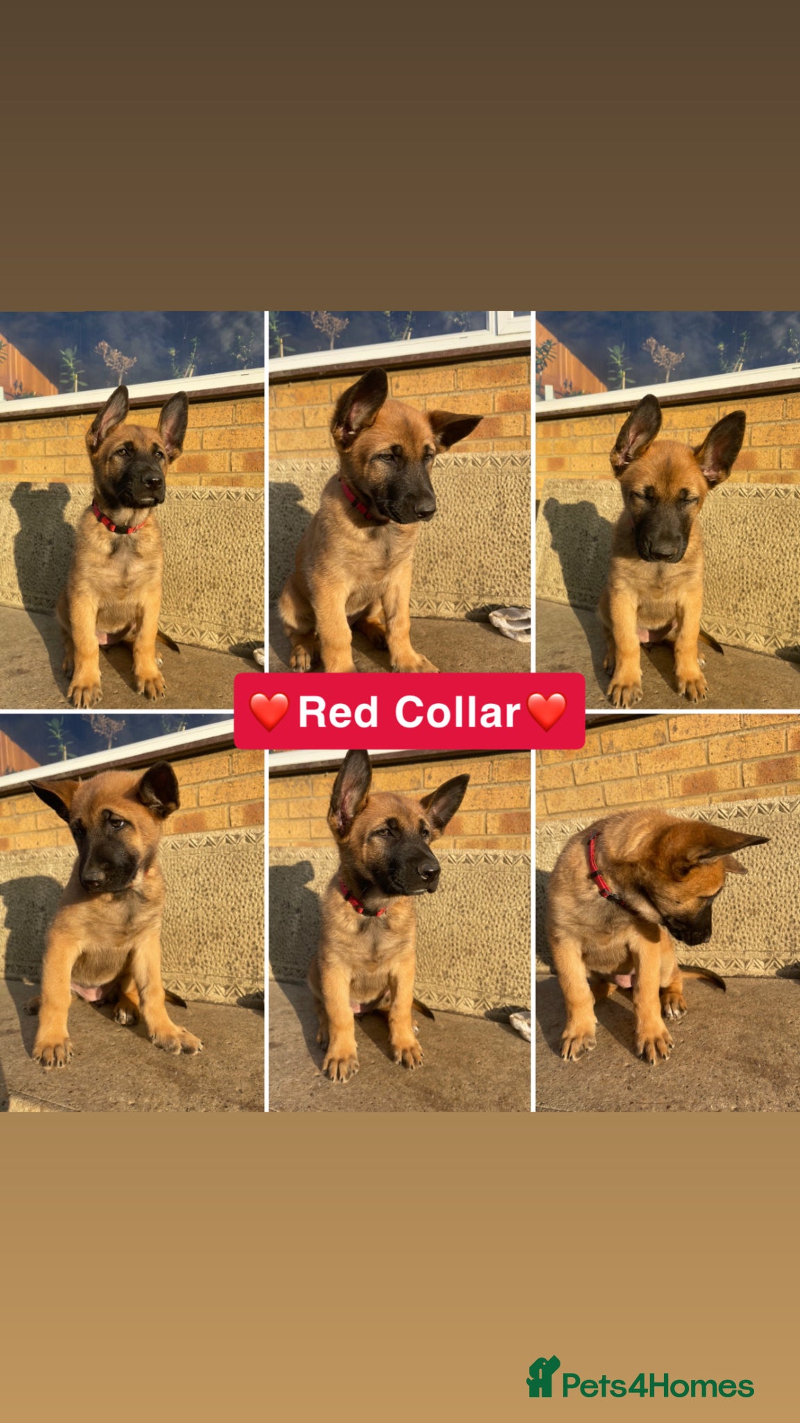 Belgian Shepherd Dog dogs Last 2 Available!! Ready now!! Girl Belgian Mali  - Advert 2