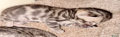 Bengal 1