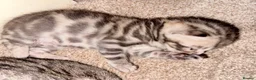 Bengal cats for sale: Bengal Kittens for sale in Haddington - Advert 15