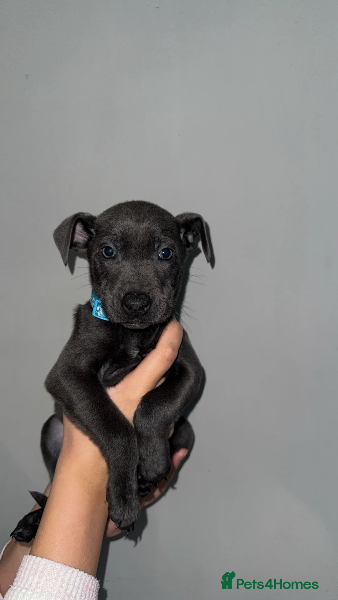 Mixed Breed dogs for sale: Female puppies  - Advert 6