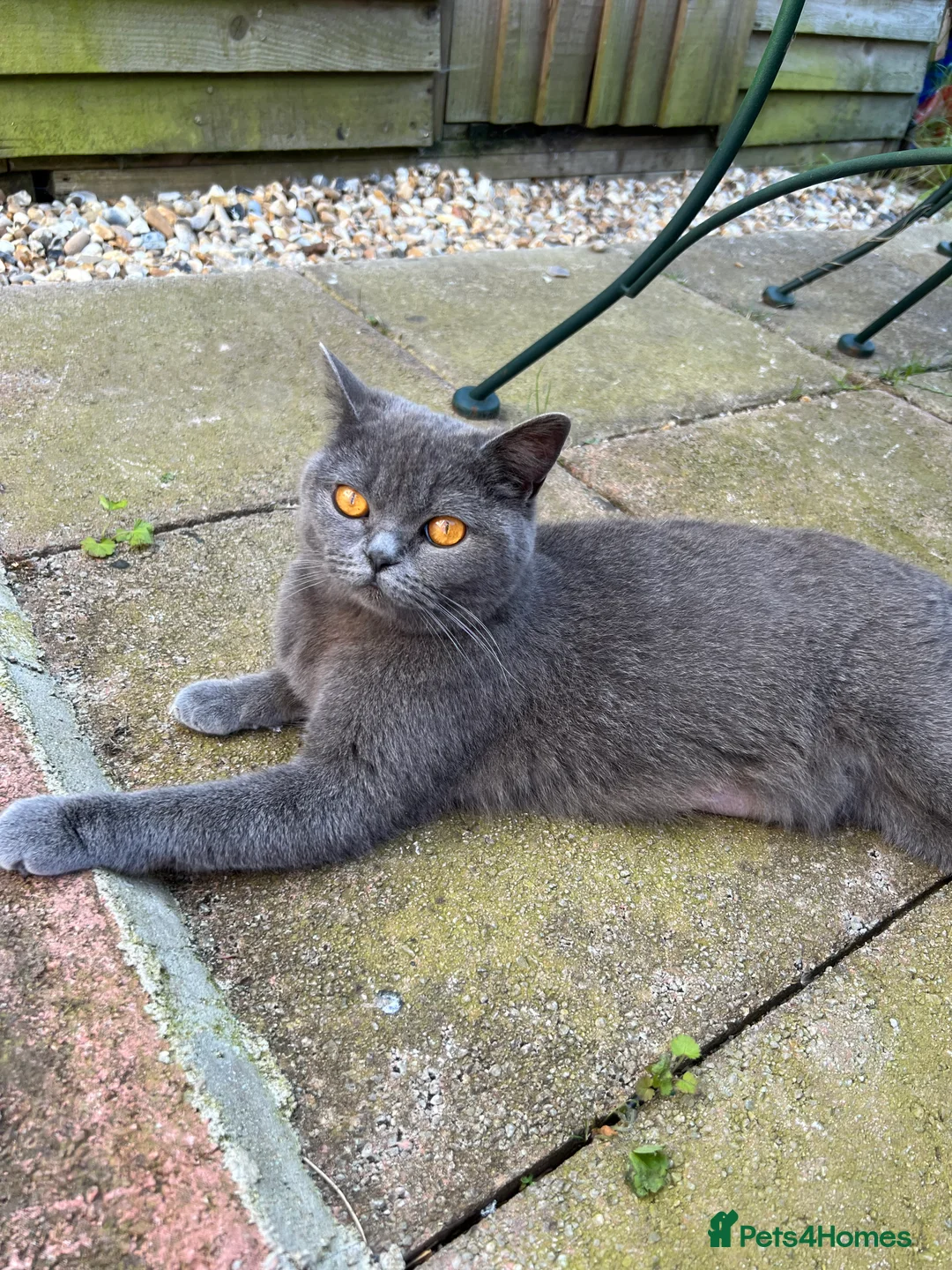 British Shorthair cats for sale: ✨ Beautiful BSH Kittens Available ✨ - Advert 2