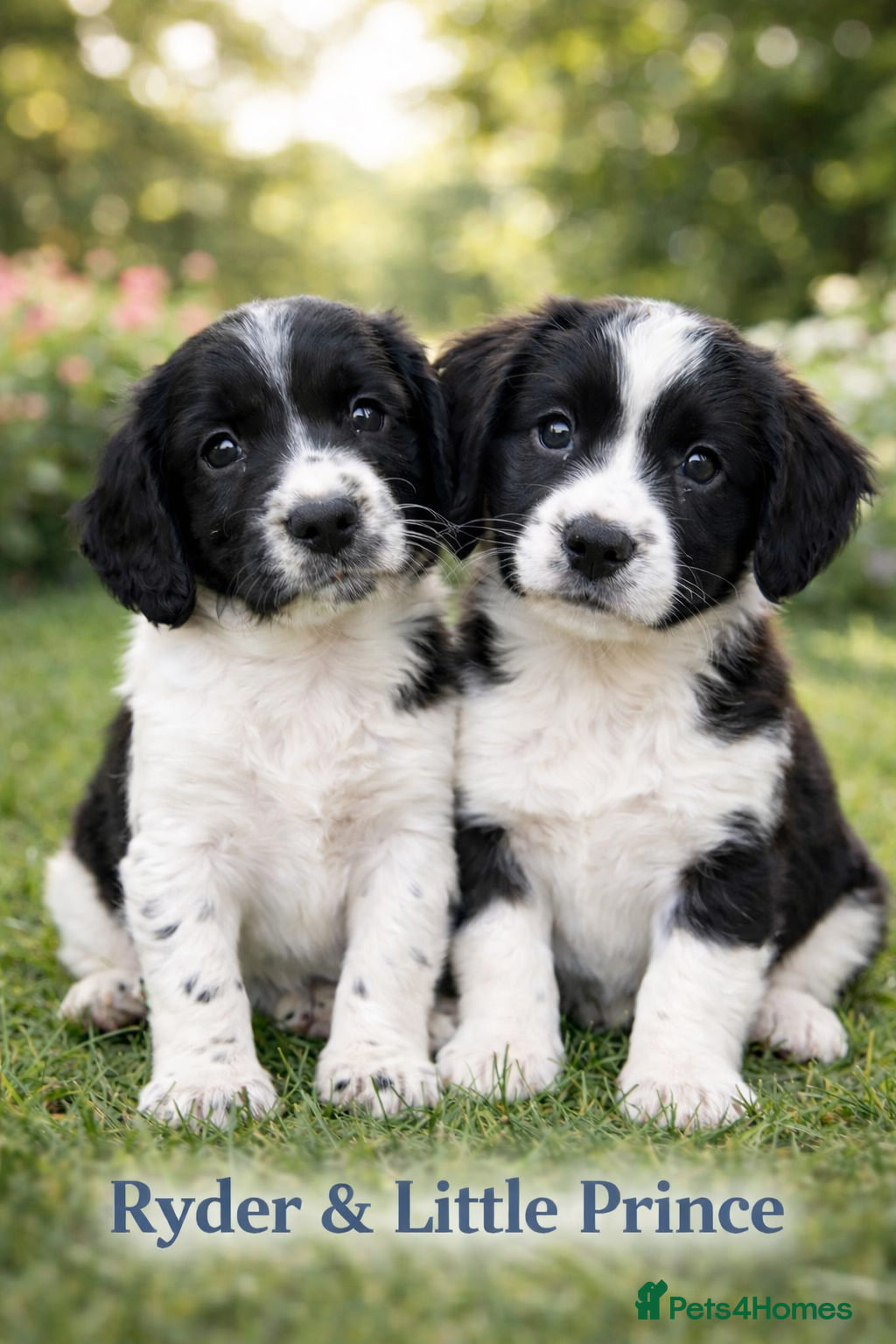 English Springer Spaniel dogs Beautiful English Springer Spaniel Puppies - Advert 2