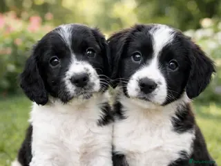 English Springer Spaniel dogs Beautiful English Springer Spaniel Puppies - Advert 2