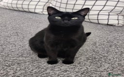 Mixed Breed cats for sale: Free - Handsome fella Ali looking for a new home - Image 3