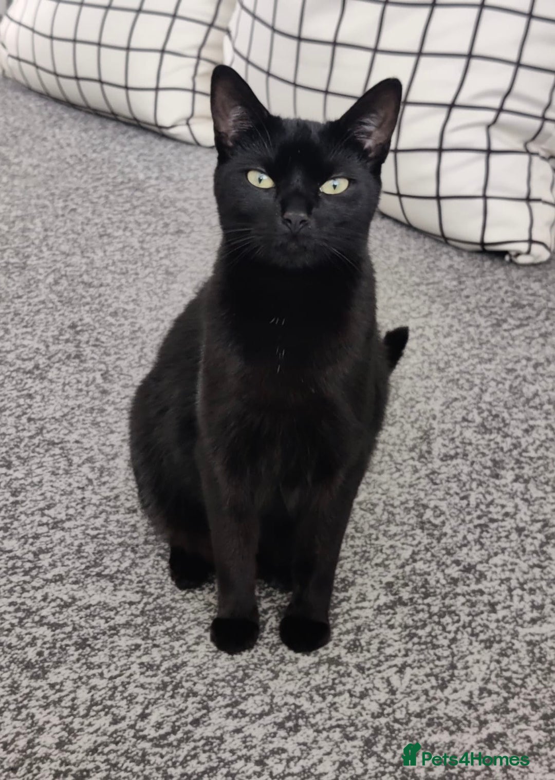 Mixed Breed cats for sale: Free - Handsome fella Ali looking for a new home - Image 3