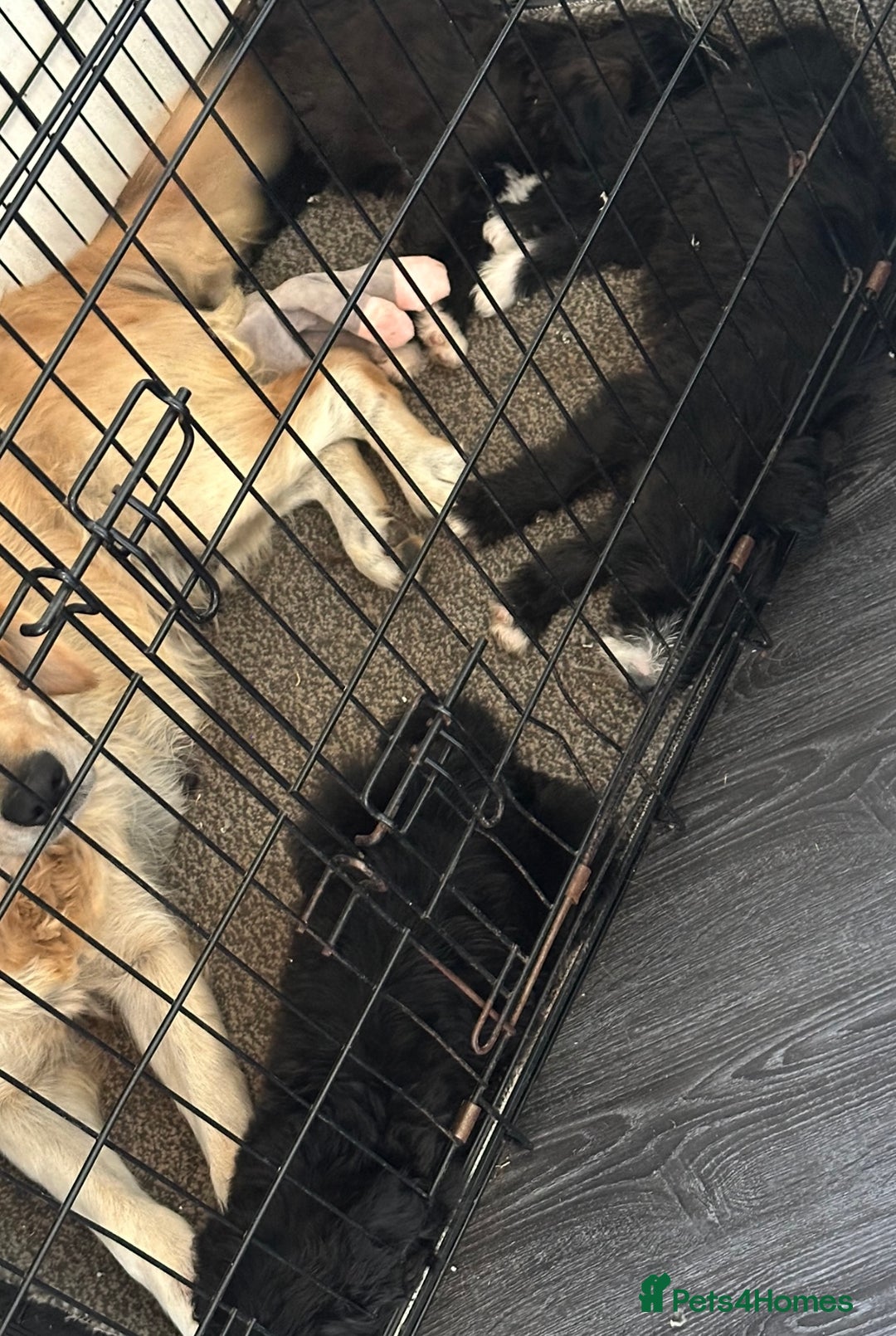 Goldendoodle dogs for sale: Beautiful doodles looking for forever homes - Image 9