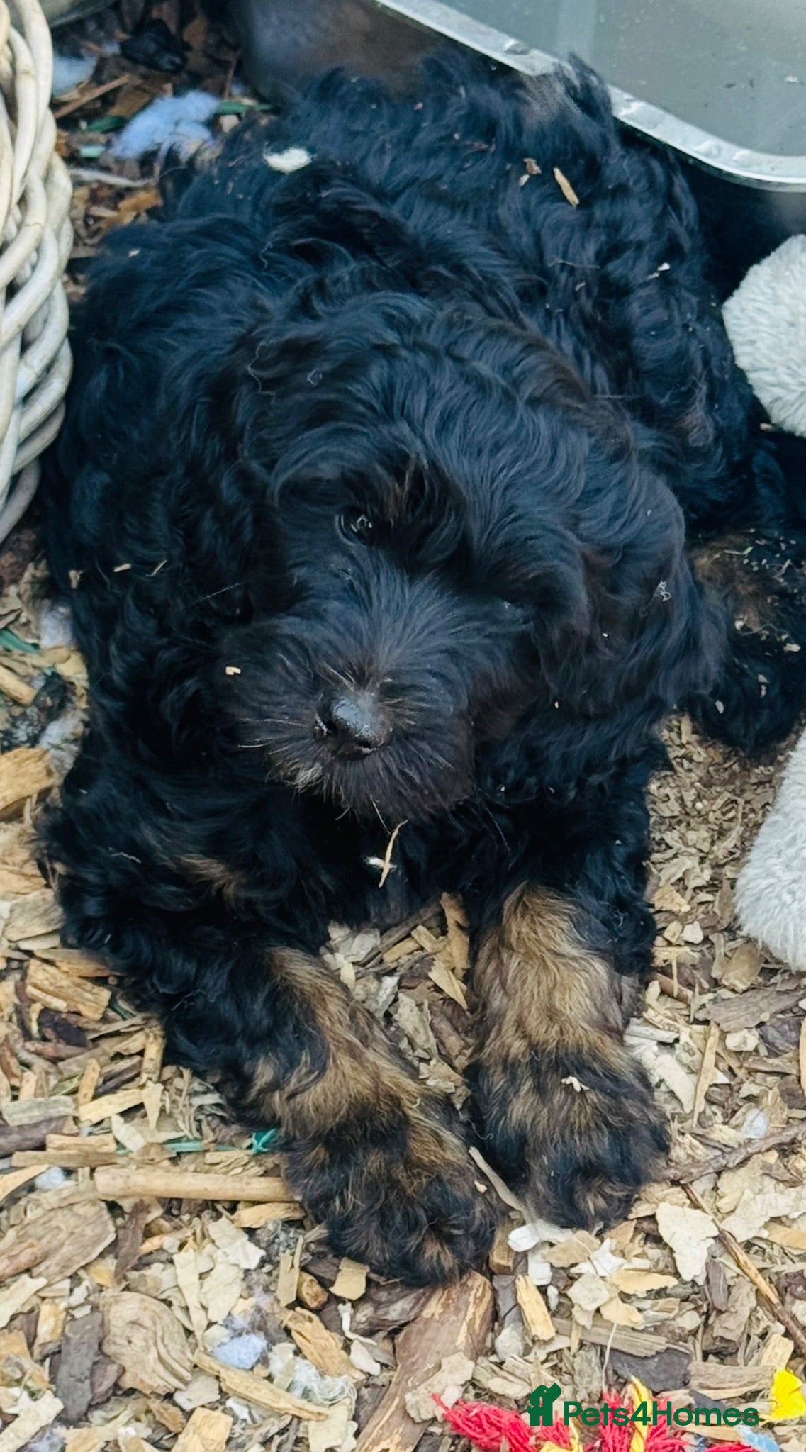 Cockapoo dogs Teddybears - Advert 1