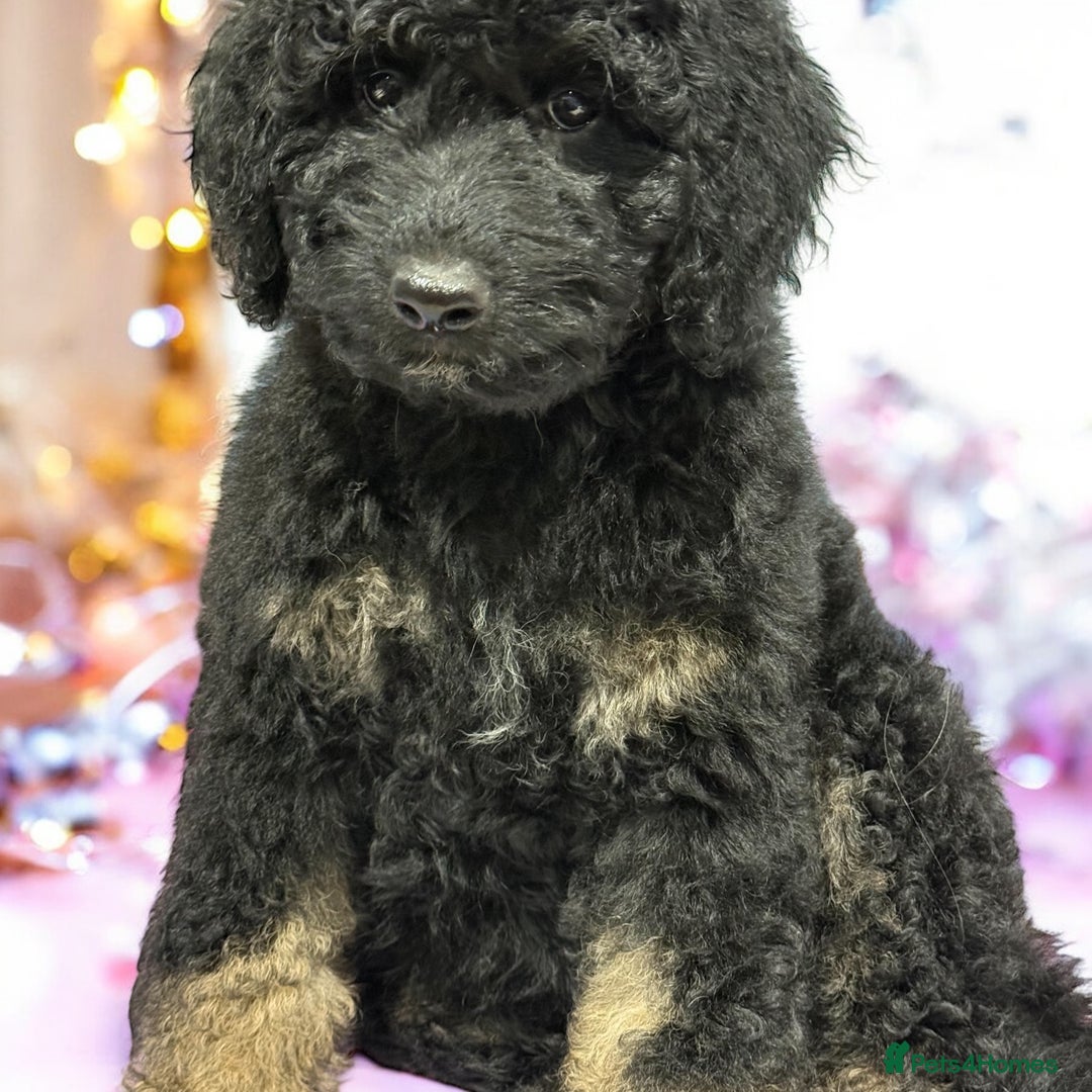 Bernedoodle dogs for sale: Last Miniature health tested Bernedoodle   - Advert 3