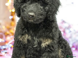 Bernedoodle dogs Last Miniature health tested Bernedoodle - Advert 4