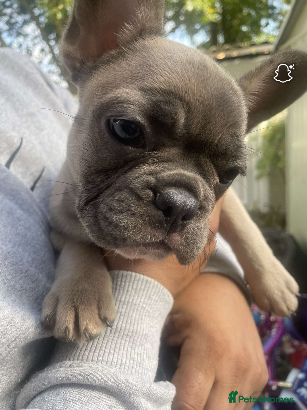 French Bulldog dogs for sale: French bulldog - Advert 4