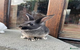 Mixed Breed rabbits for sale: 2 Mini Lop Cross Rabbits - Image 2