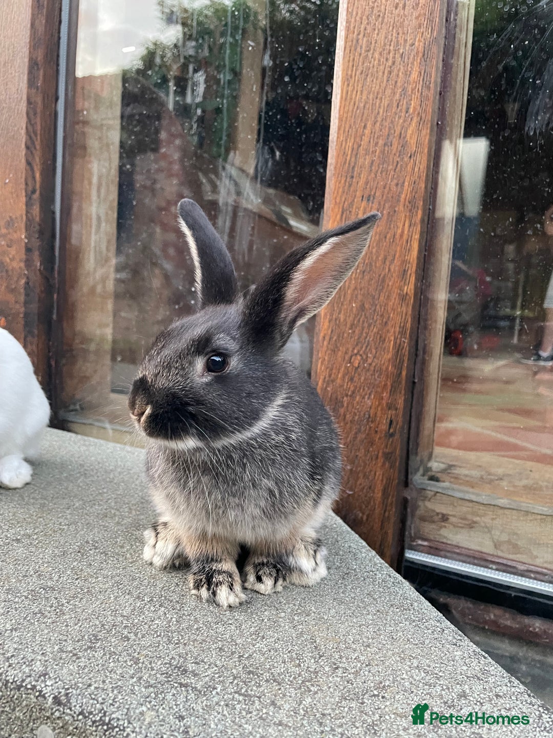 Mixed Breed rabbits for sale: 2 Mini Lop Cross Rabbits - Image 2