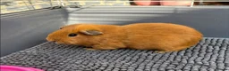Guinea Pig rodents for sale: Young boar - Advert 3