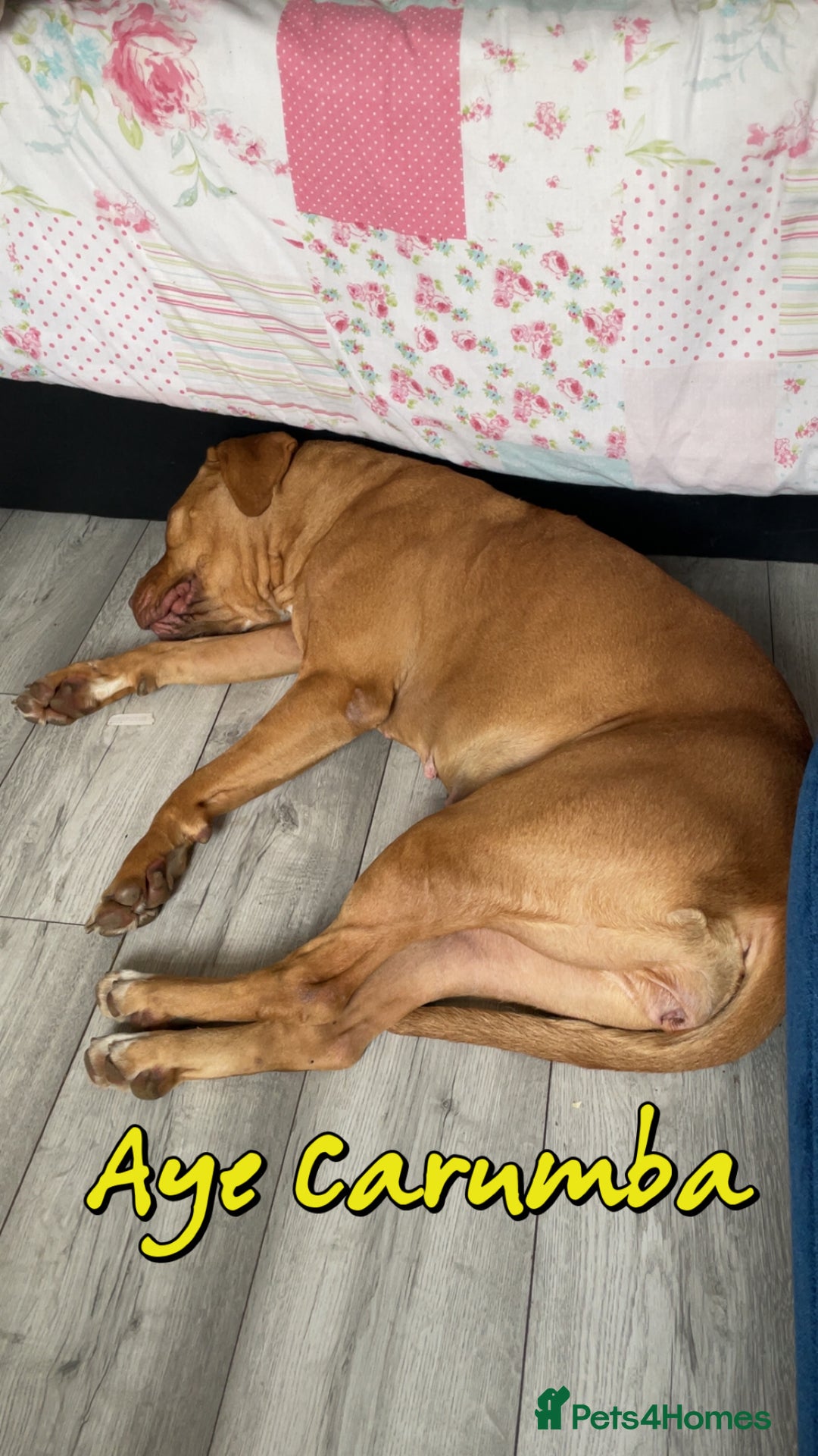 Bullmastiff dogs for stud: Dog For Sale  - Advert 1