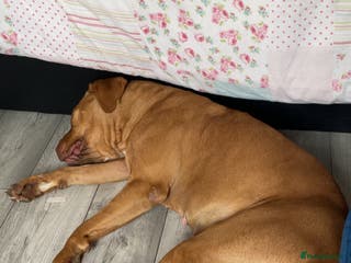 Bullmastiff dogs Dog For Sale - Advert 2