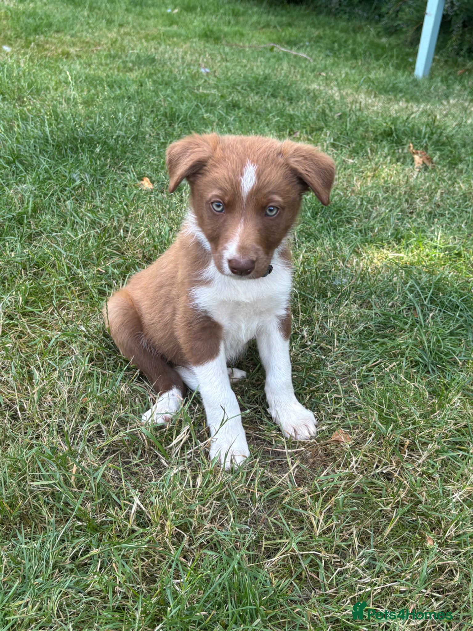 Border Collie dogs 6 Red, White & Tan Health Tested puppies ISDS - Advert 1