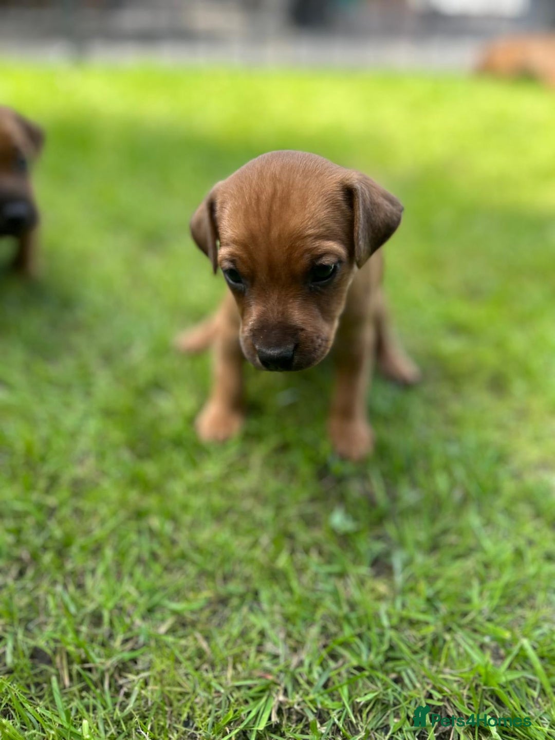 Mixed Breed dogs for sale: Border terrier x patterdale puppies  - Image 4