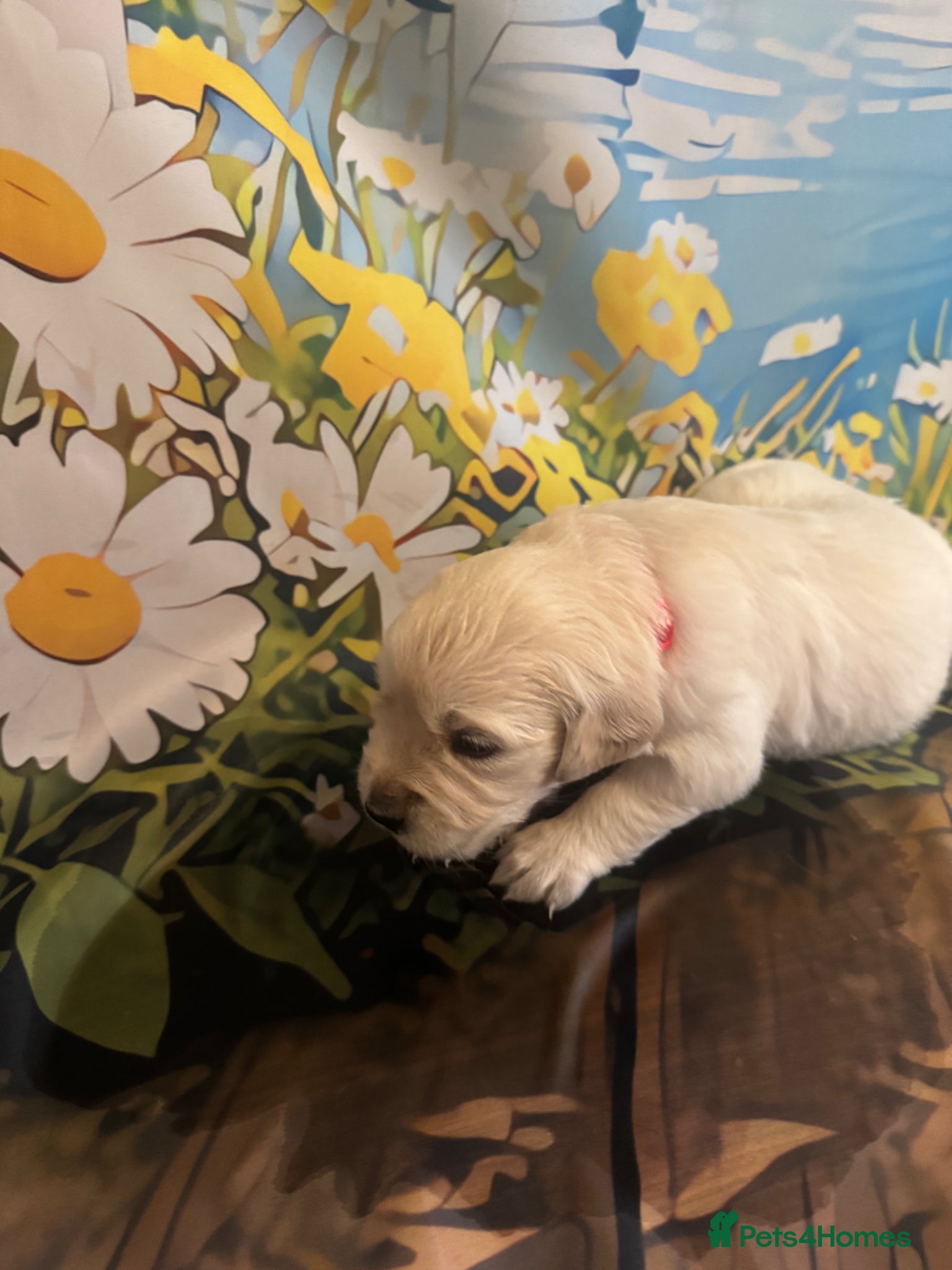 Golden Retriever dogs Beautiful Golden Retriever puppies - Advert 5