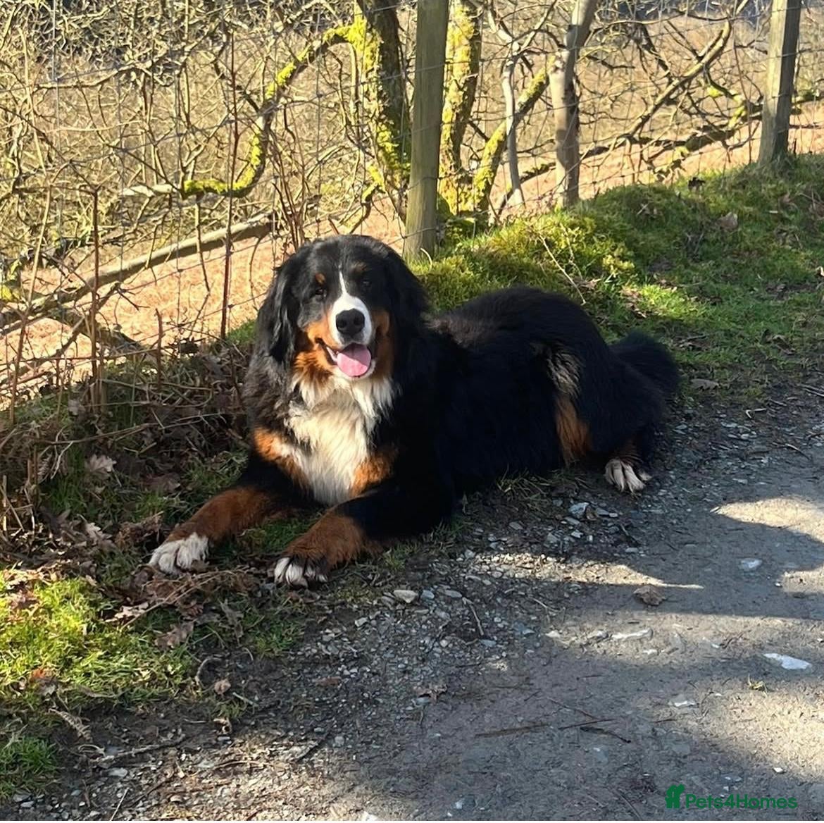 Mixed Breed dogs Bernese x border collie puppies in Rhayader - Advert 3