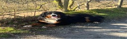 Mixed Breed dogs for sale: Bernese x border collie puppies in Rhayader - Advert 1