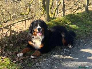 Mixed Breed dogs Bernese x border collie puppies in Rhayader - Advert 6