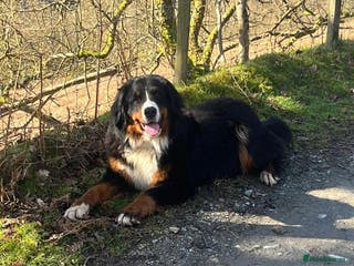 Mixed Breed dogs Bernese x border collie puppies in Rhayader - Advert 11