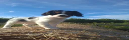 Cavalier King Charles Spaniel dogs for sale: Gorgeous unique Tri girl - Advert 8