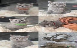 British Shorthair cats for sale: Beautiful British short hair kittens for sale  - Image 1