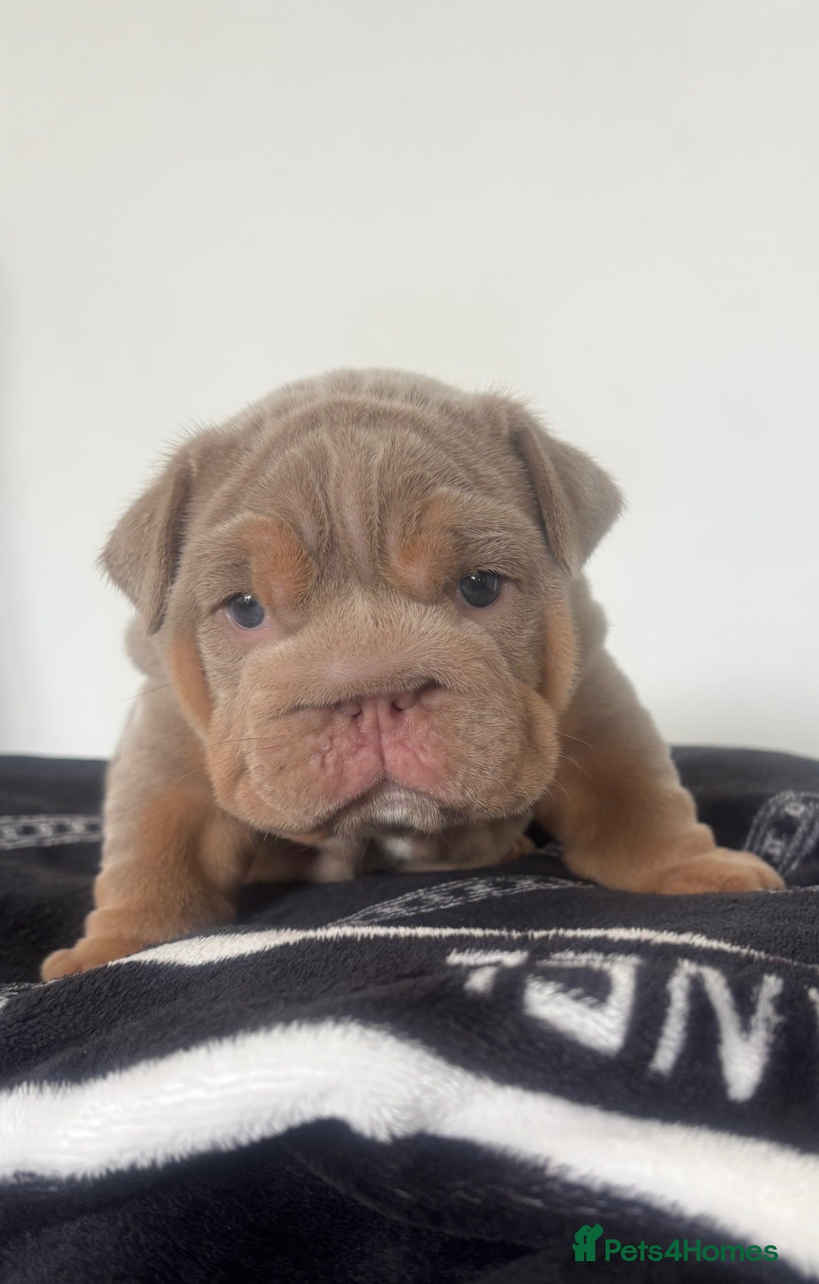 English Bulldog dogs *** QUALITY ENGLISH BULLDOG’s *** - Advert 1