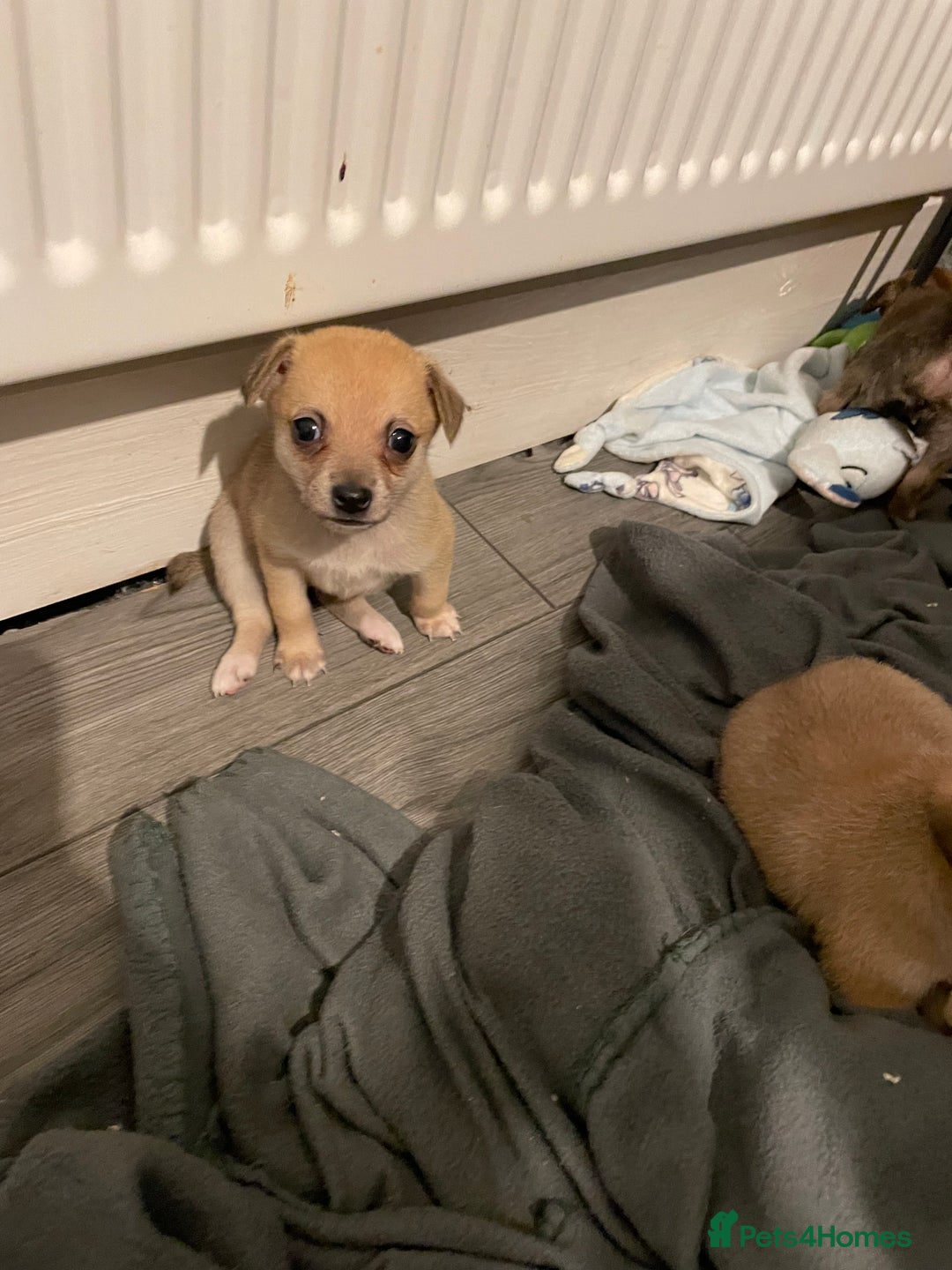 Miniature Pinscher dogs for sale: Miniature pinscher puppys - Advert 22