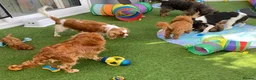 Cavapoo dogs for sale: Stunning toy-Cavapoo fully DNA tested parent   - Advert 18