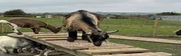 Goats livestock for sale: Female Pygmy goat - Advert 2