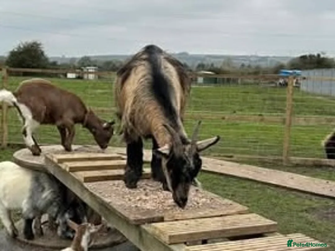 Goats livestock for sale: Female Pygmy goat - Advert 2
