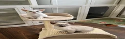 Siamese cats for sale: GCCF registered Siamese kittens in Great Yarmouth - Advert 16