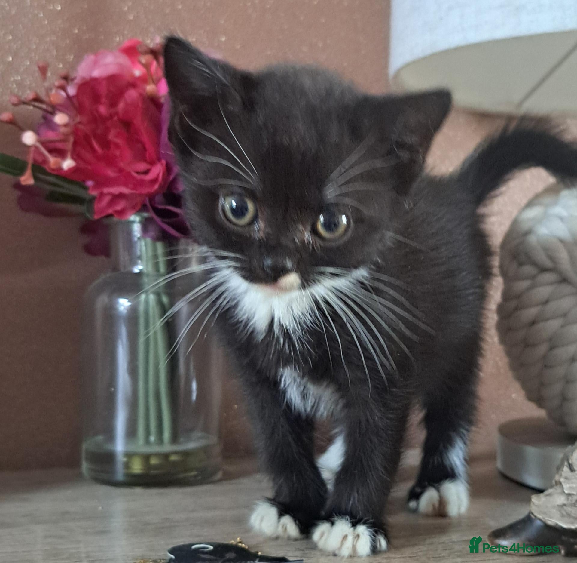 British Shorthair cats 1 Beautiful Kitten left 😻 - Advert 2