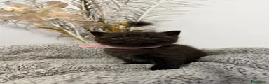 British Shorthair 3